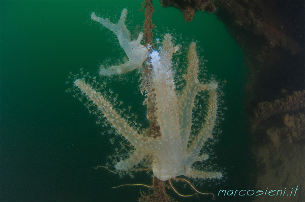 Alciona Palmata in Paguro wreck