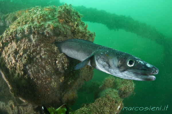 Friendly Conger Conger in Paguro Wreck