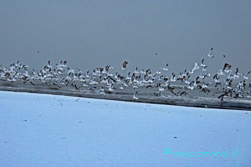 Snow on the beach!!