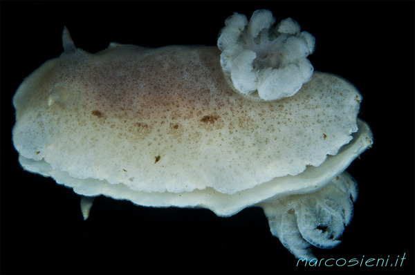 Jorunna tomentosa