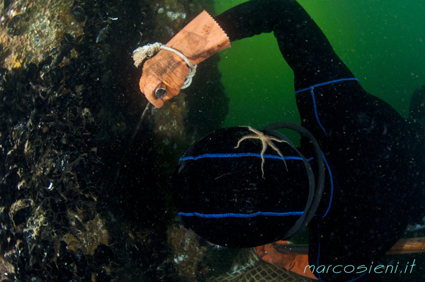 Fishing Mussels