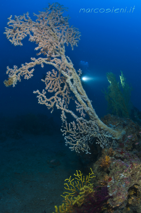 Gerardia in Gallipoli lighthouse shoal