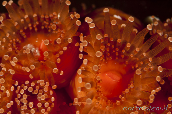 Anemoni Gioiello