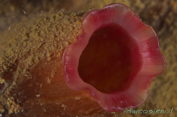 Ascidia