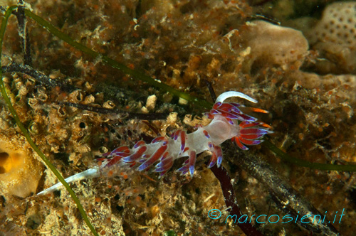 Baiona Diving