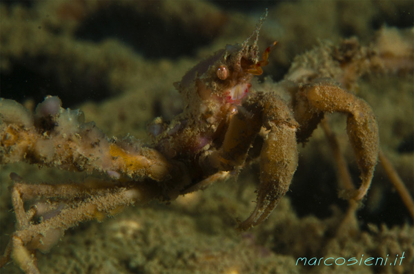 Inachus