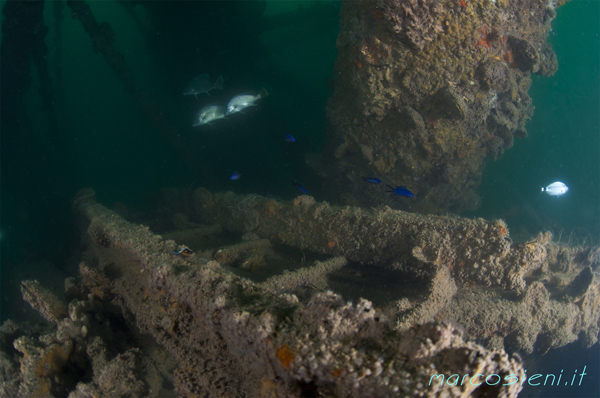 Umbrines in Paguro wreck