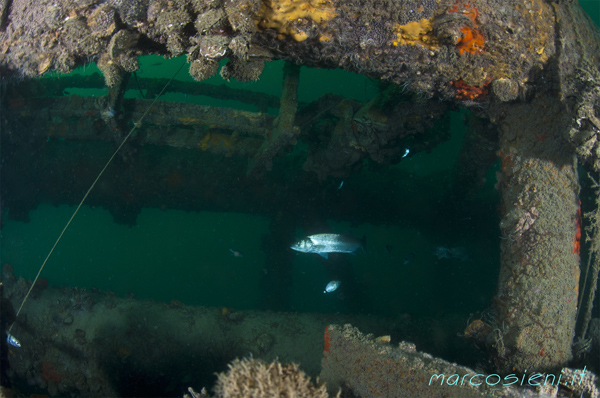 Sea bass in Paguro wreck