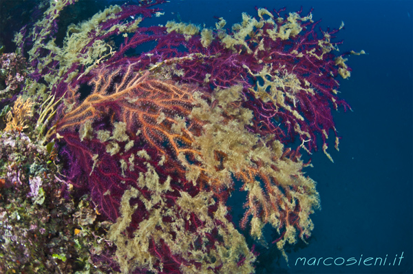 Paramunicea with different color