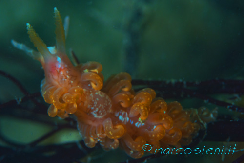 Baiona Diving June 2013