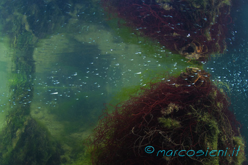 Baiona Diving