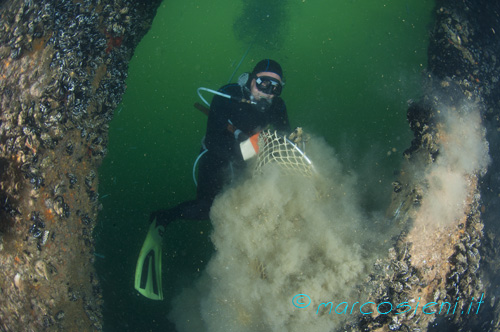 Fishing for mussels