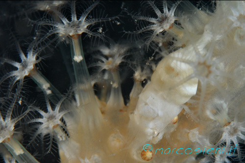 Alcionario con gambero simbionte - Soft coral with symbiotic prawn