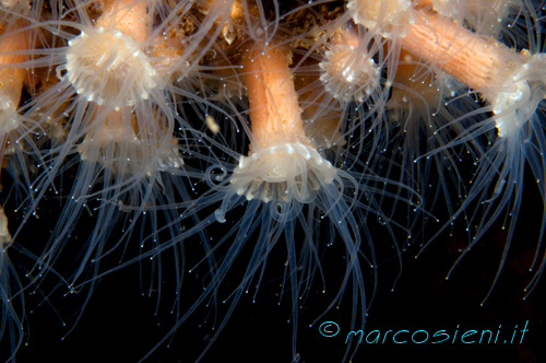 Epizoanthus in Paguro wreck