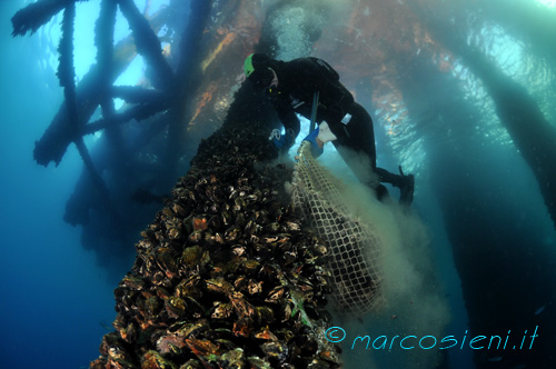 Mussels under offshore platform