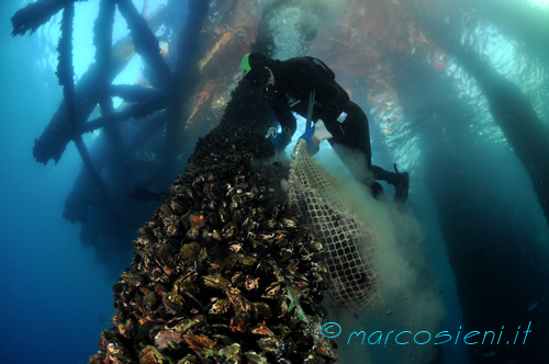 Mussels under offshore platform