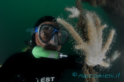 Me and Paguro soft coral