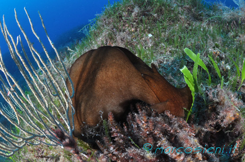 Aplysia Fasciata Giglio Island