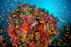 Sudanese Red Sea click to view the clip Sudanese Red Sea click to view the clip