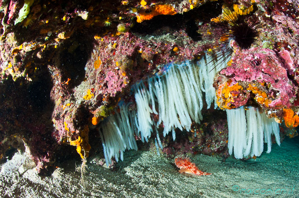 Ponza Diving