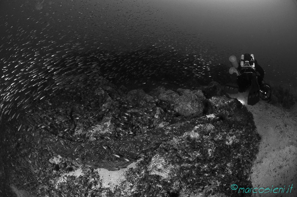 Ponza Diving