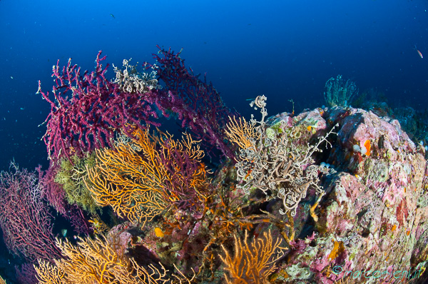 Ponza Diving