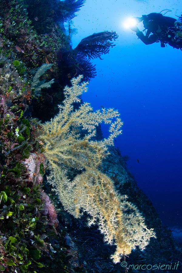 Ponza Diving