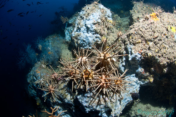 Argentario Divers