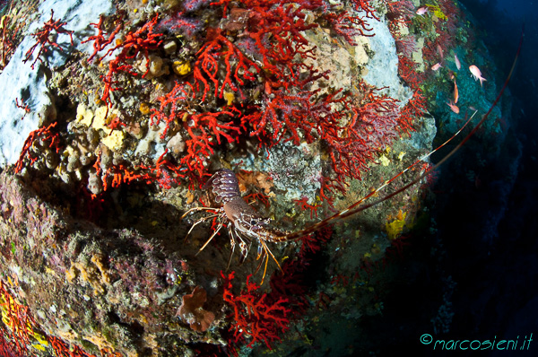 Argentario Divers