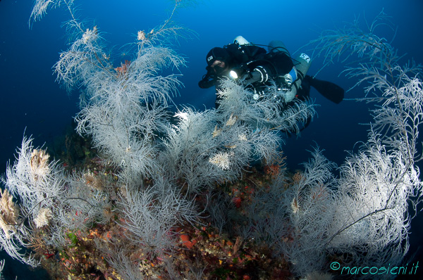 Argentario Divers