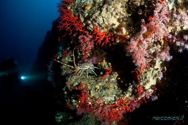 Argentario DIvers Argentario DIvers
