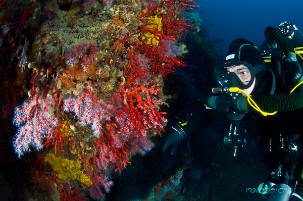 Argentario DIvers Argentario DIvers