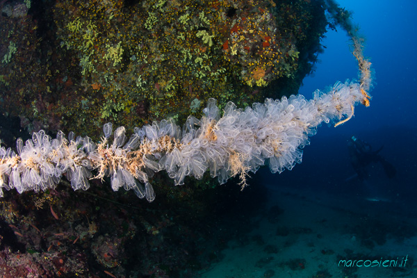 Argentario DIvers Argentario DIvers