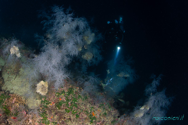 Argentario DIvers