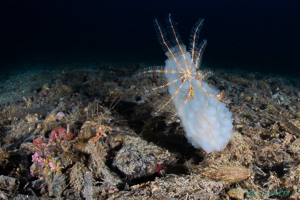 Amo anche i crinoidi Amo anche i crinoidi