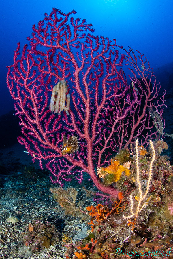 Colori Colori