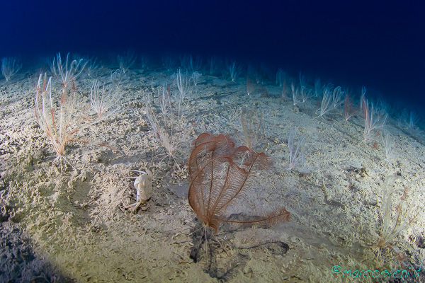 Leptometra phalangium - Sub Underwater Magazine 404 Leptometra phalangium - Sub Underwater Magazine 404