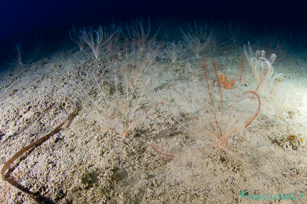Leptometra phalangium - Sub Underwater Magazine 404 Leptometra phalangium - Sub Underwater Magazine 404