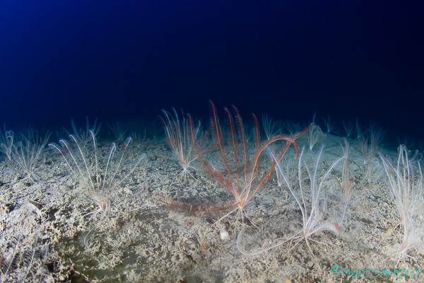 Leptometra phalangium - Sub Underwater Magazine 404 Leptometra phalangium - Sub Underwater Magazine 404