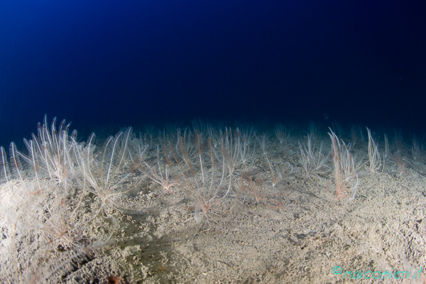 Leptometra phalangium - Sub Underwater Magazine 404 Leptometra phalangium - Sub Underwater Magazine 404