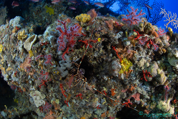 Red Coral Red Coral