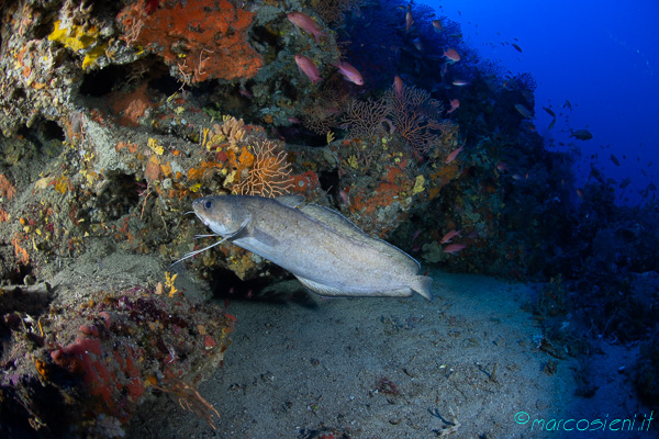 Musdea Musdea