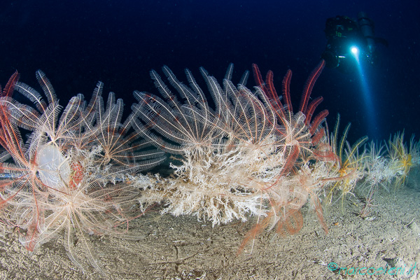 Leptometra phalangium - Sub Underwater Magazine 404 Leptometra phalangium - Sub Underwater Magazine 404
