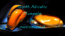 North Adriatic Mussels