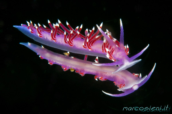 Flabellina pedata