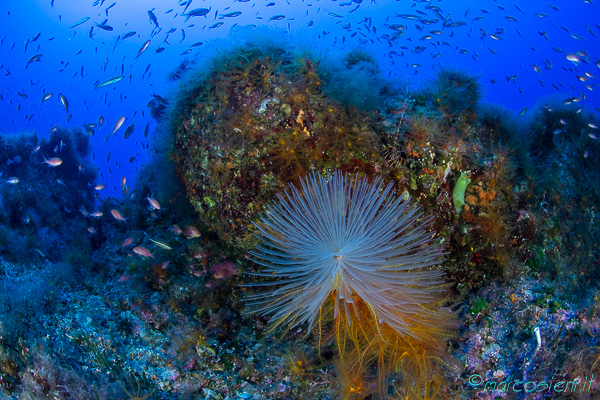 Crinoidi!