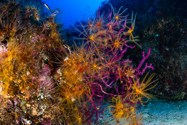 Crinoidi! Crinoidi!