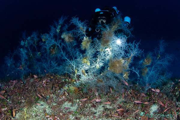Corallo nero