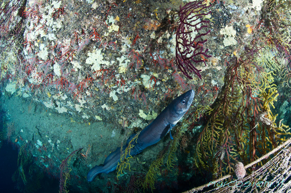 Conger Conger
